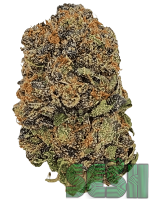 GALAXY PINK🔥⛽