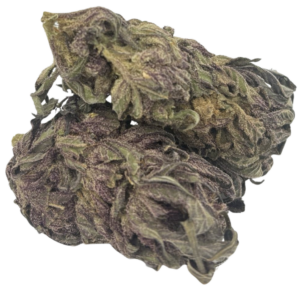 PURPLE SQUIRREL (AA+)