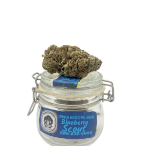 BLUEBERRY SCOUT (PW)